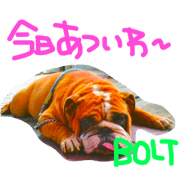 gotadog