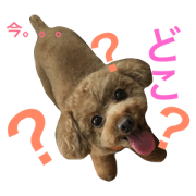 Toy poodle Gaju-2