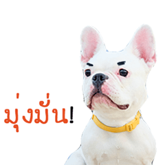 Krongkrang Dog (french bulldog)