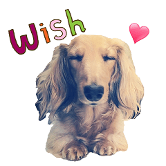 I'm Wish