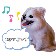 ringo_20210622133737