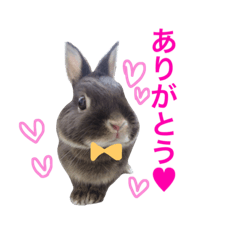 Potezo Bunny2