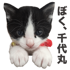 Cat chiyomaru