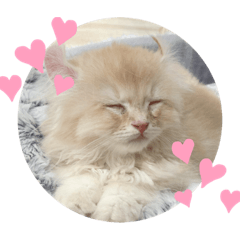 Yuzu American curl0213