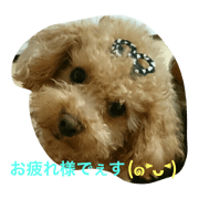 dog poo