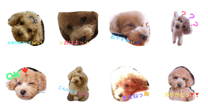 dog poo