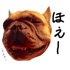 Frenchbulldog Biggie Japan