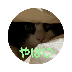 はちわれねこさん2 Line スタンプ Line Store