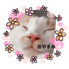 shakunara
