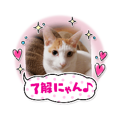 yayoi_20210623085426
