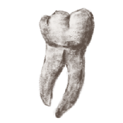 牙技師的牙齒們 3 (歯の素描）