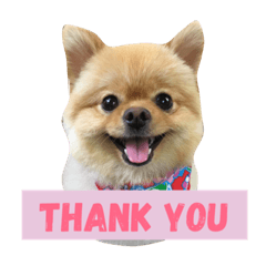 Pomeranian  ruru.