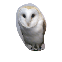 Owls stamp