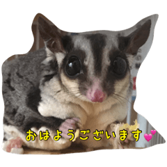 Sugerglider's Mekabu