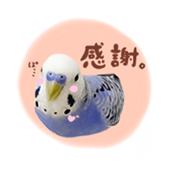 『セキセイインコのおもちくん』by綾恵梨