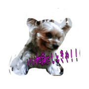 thongdogfeeling