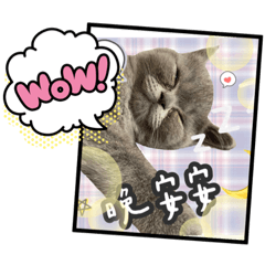 5寶包