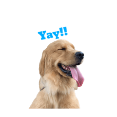 Golden retriever Akari