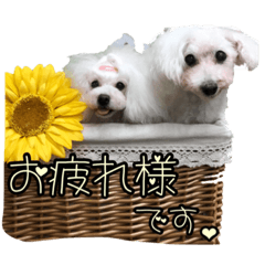White poodles&friends