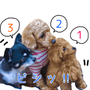 dog toy poodle ginta