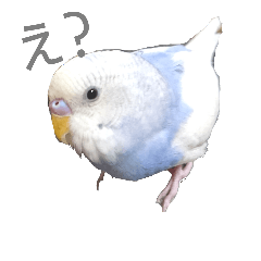 bird 1