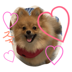 ポメラニアン 小梅 Line スタンプ Line Store
