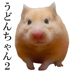 golden hamster 'Udonchan'Part2