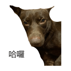 狗狗特輯zzz