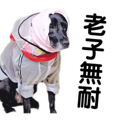 Sally_20210623222033