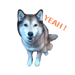 Mari_Husky/Shiba Inu