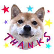Mameshiba Sunny!