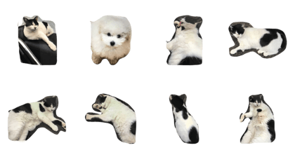 dog&cat t.m