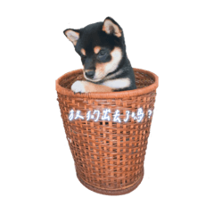 戴家的小狗狗們