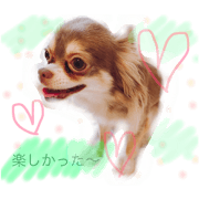 cuteciwawa