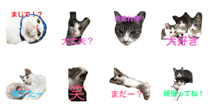 3neko3
