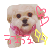 cutest my dog!