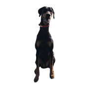 doberman lee