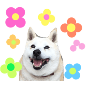 shibatarosu
