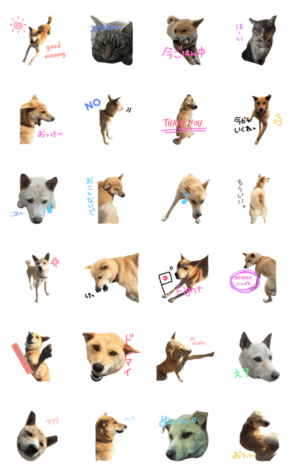 my pets I like