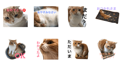 cat 693