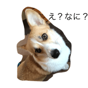 Berry Corgi