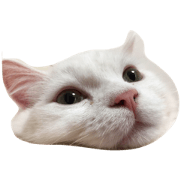 cat's 3