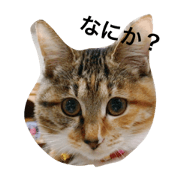 chakonichi