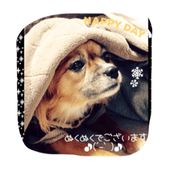 Dogs are serious too.