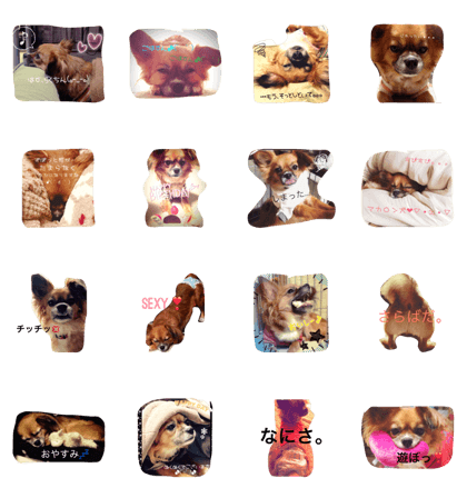 Dogs are serious too.