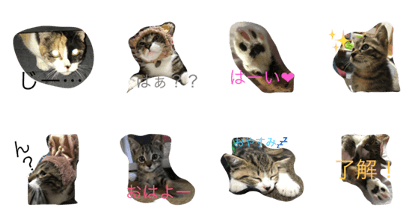 tama&momo&chiroru