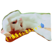 momoG