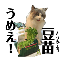Tomyo Sprout Cat