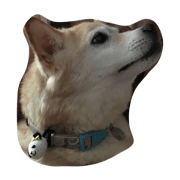 cute dog MEI