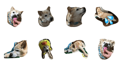 cute dog MEI